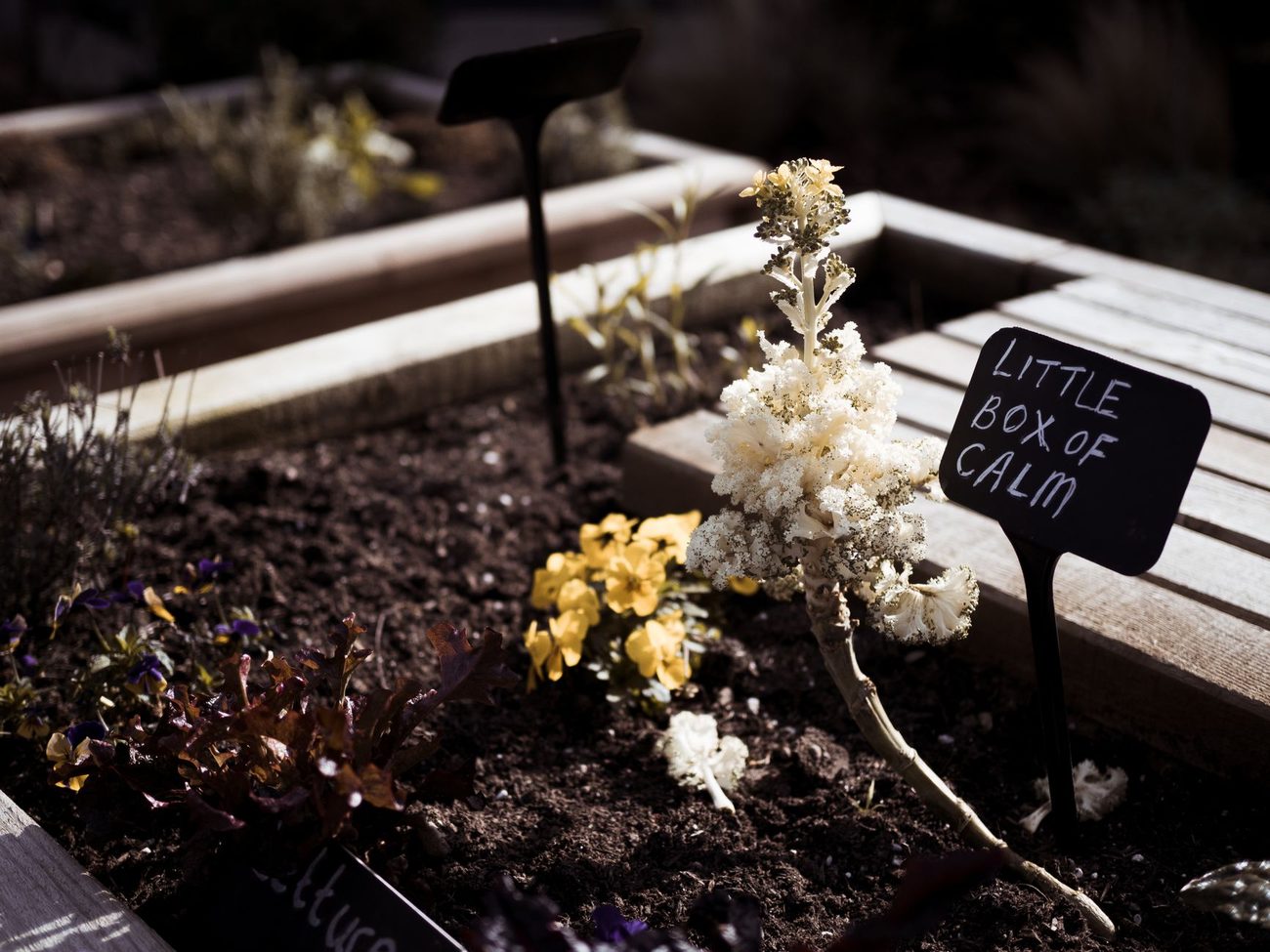Shrinking the vegetable garden to two raised beds